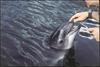 Harbour Porpoise (Phocoena phocoena) - Wiki