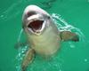 Finless Porpoise (Neophocaena phocaeniodes) - Wiki