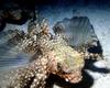 Flying Gurnard (Dactylopterus volitans)