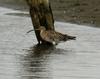 Eurasian Curlew (Numenius arquata) - Wiki