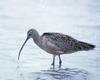 Long-billed Curlew (Numenius americanus) - Wiki