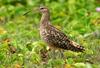 Bristle-thighed Curlew (Numenius tahitiensis) - Wiki