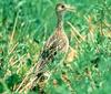 Upland Sandpiper (Bartramia longicauda) - Wiki