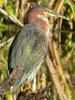 Green Heron (Butorides virescens) - Wiki