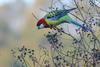 Eastern Rosella (Platycercus eximius) - Wiki