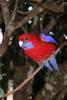 Crimson Rosella (Platycercus elegans) - Wiki