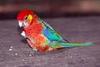 Western Rosella (Platycercus icterotis) - Wiki