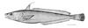 White Hake (Urophycis tenuis) - Wiki