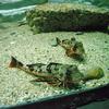 Sea Robin (Family: Triglidae) - Wiki