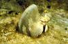 Mediterranean sphinx blenny (Aidablennius sphynx)