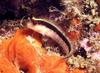 Striped Blenny (Parablennius rouxi)