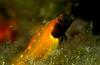 Triplefin Blenny (Tripterygion tripteronotus)