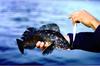 Greenling (Family: Hexagrammidae)