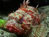 Scorpionfish (Family: Scorpaenidae) - Wiki