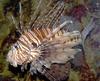 Red Lionfish (Pterois volitans) - Wiki