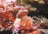 Scorpionfish (Family: Scorpaenidae)