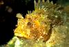 Black scorpionfish (Scorpaena porcus)