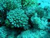 Stonefish (Synanceia verrucosa) - camouflage