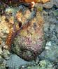Stonefish (Synanceia verrucosa) - natural colours
