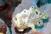 Ocellated Frogfish (Antennarius ocellatus) - Wiki