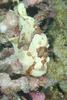 Commerson's Frogfish, Kona, Hawaii, Antennarius commerson