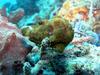 Painted frogfish, Antennarius pictus