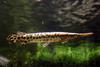 Spotted Gar (Lepisosteus oculatus) - Wiki