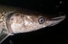 Alligator Gar (Atractosteus spatula) - Wiki