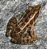 Pickerel Frog (Lithobates palustris) - Wiki