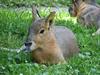 Patagonian Mara (Dolichotis patagonum) - Wiki