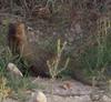 Egyptian Mongoose (Herpestes ichneumon) - Wiki