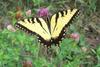 Eastern Tiger Swallowtail (Papilio glaucus) - Wiki