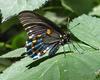 Pipevine Swallowtail (Battus philenor) - Wiki