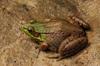 Green Frog (Lithobates clamitans) - Wiki