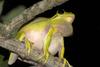 American Green Treefrog (Hyla cinerea) - Wiki