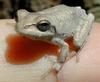 Pine Woods Treefrog (Hyla femoralis) - Wiki