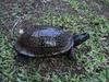 Gulf Coast Box Turtle (Terrapene carolina major) - Wiki