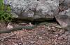 Speckled Kingsnake (Lampropeltis getula holbrooki) - Wiki