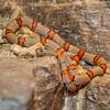 Grey-banded Kingsnake (Lampropeltis alterna) - Wiki