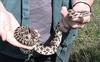 Prairie Kingsnake (Lampropeltis calligaster) - Wiki