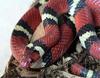 Scarlet Kingsnake (Lampropeltis triangulum elapsoides) - Wiki