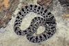 Dusky Pigmy Rattlesnake (Sistrurus miliarius barbouri) - Wiki