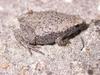 Eastern Narrowmouth Toad (Gastrophryne carolinensis) - Wiki