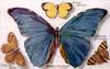 Morpho and other butterflies