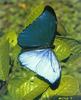 Morpho Butterfly