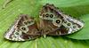 Menelaus Blue Morpho (Morpho menelaus) - Wiki