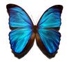 Blue Morpho (Genus Morpho) - Wiki