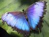 Deidamia Blue Morpho (Morpho deidamia)