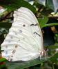 White Morpho (Morpho polyphemus) - Wiki