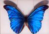 A museum specimen of Morpho rhetenor (Blue Morpho)